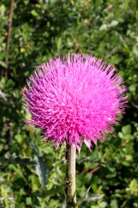 Plant Thistle Silybum Flora