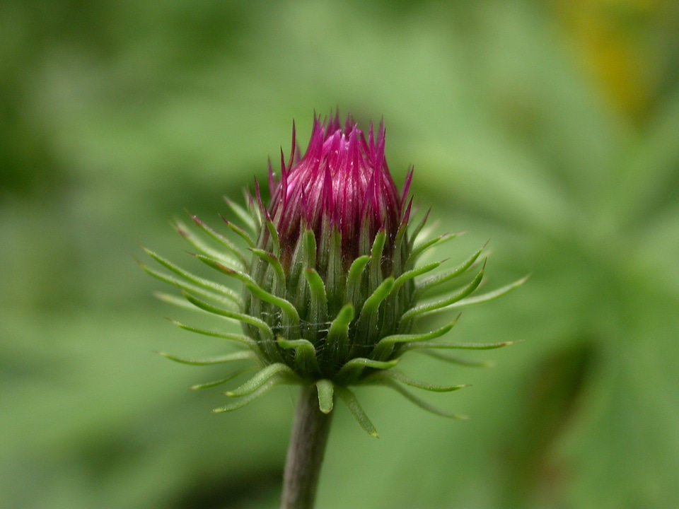 Alpine thistle mountain thistle plant