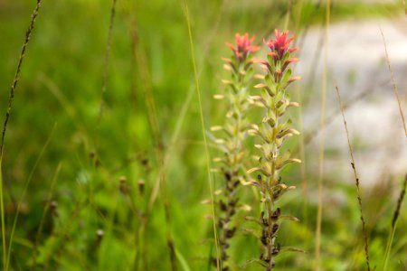 Plant Flora Grass Grass Family photo