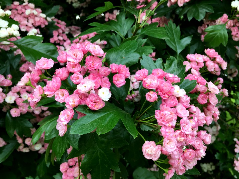 Plant Flower Flowering Plant Hydrangea