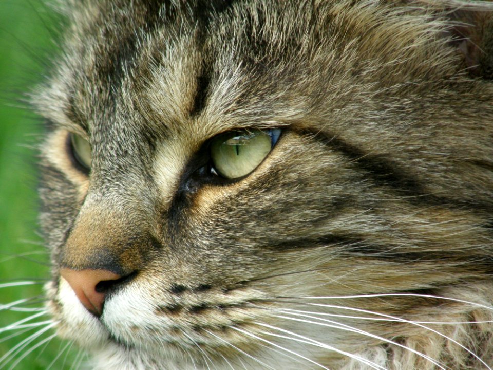 Cat Whiskers Fauna Mammal photo