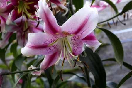 Flower Plant Lily Flora photo