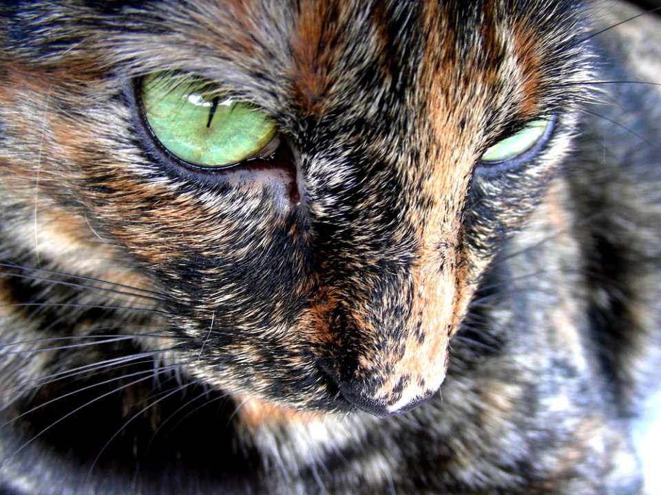 Cat Whiskers Fauna Mammal