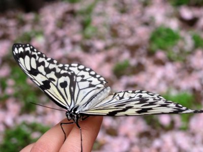 Butterfly Moths And Butterflies Insect Invertebrate
