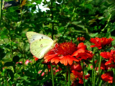 Flower Butterfly Brush Footed Butterfly Moths And Butterflies