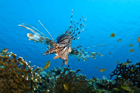 Marine Biology Ecosystem Coral Reef Underwater photo