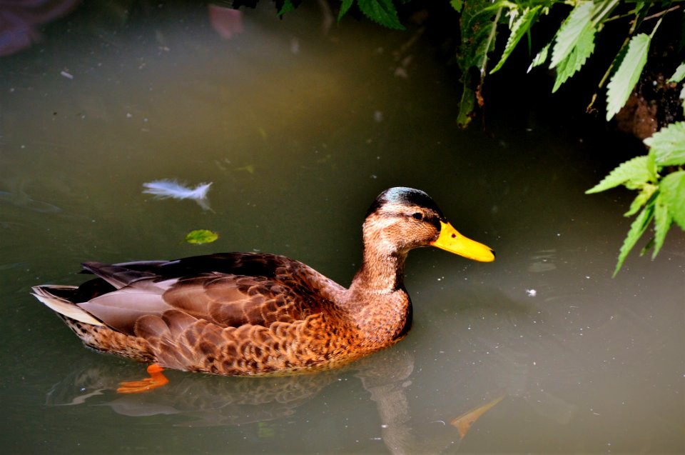 Duck Bird Mallard Fauna