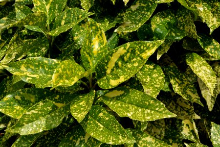 Plant Leaf Evergreen Herb