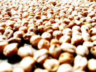Close Shot Of Brown Bean Lot