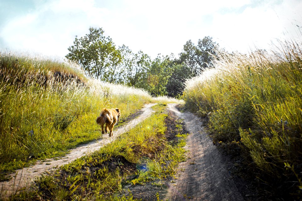 Medium-coated Tan Dog Running On Dirt Road Between Green Grass Near Trees photo