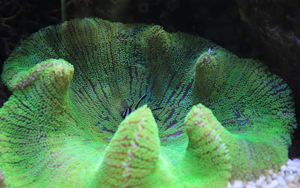Aquarium fish underwater