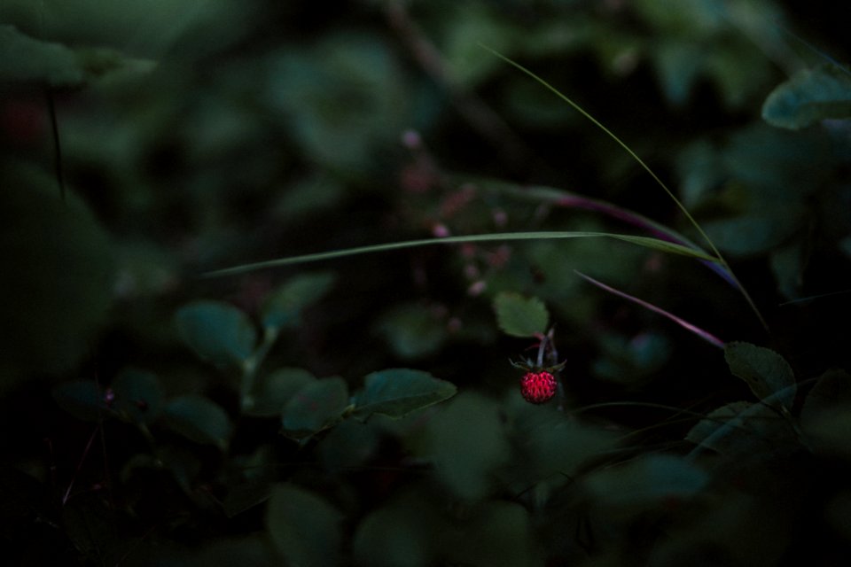 Close-Up Photography Of Plants