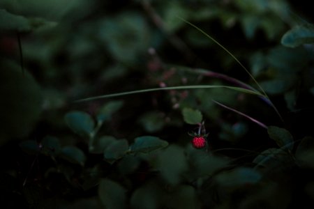 Close-Up Photography Of Plants