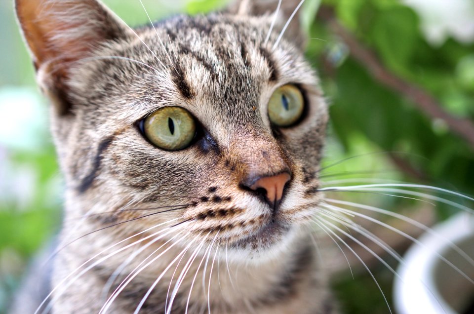 Tilt Shift Photography Of Brown Tabby Cat