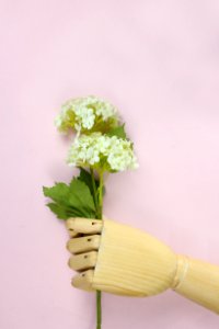Brown Wooden Hand Holding White Hydrangea Flowers photo