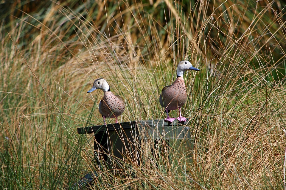 Ducks bird beautiful