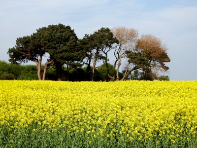 Rapeseed Field Yellow Mustard Plant photo