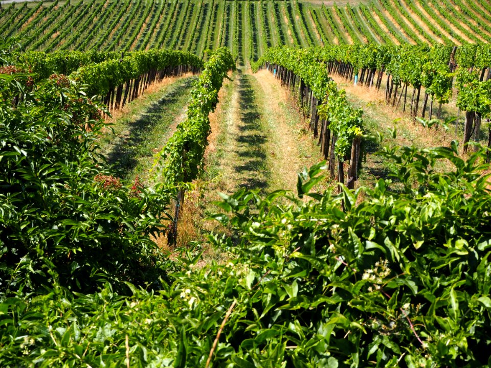 Agriculture Vegetation Crop Field