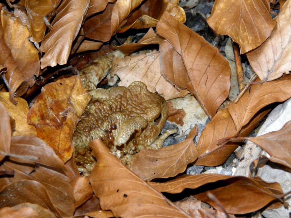 Fauna Organism Terrestrial Animal Amphibian