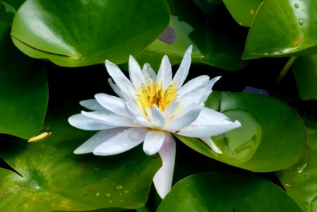 Flower Plant Flora Leaf