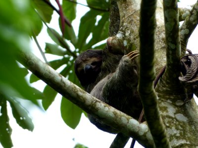 Fauna Three Toed Sloth Mammal Flora