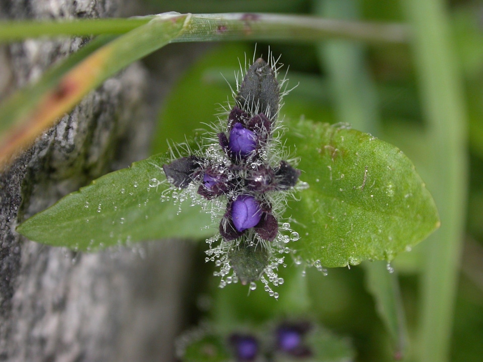 Dew meadow dew plant