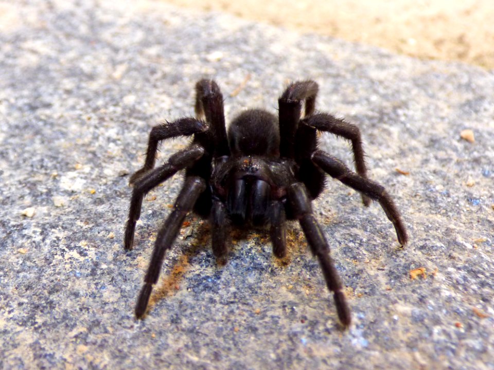 Spider Arachnid Tarantula Invertebrate