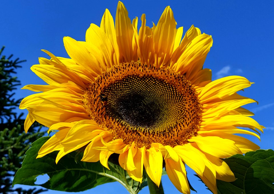 Sunflower Flower Yellow Sunflower Seed photo