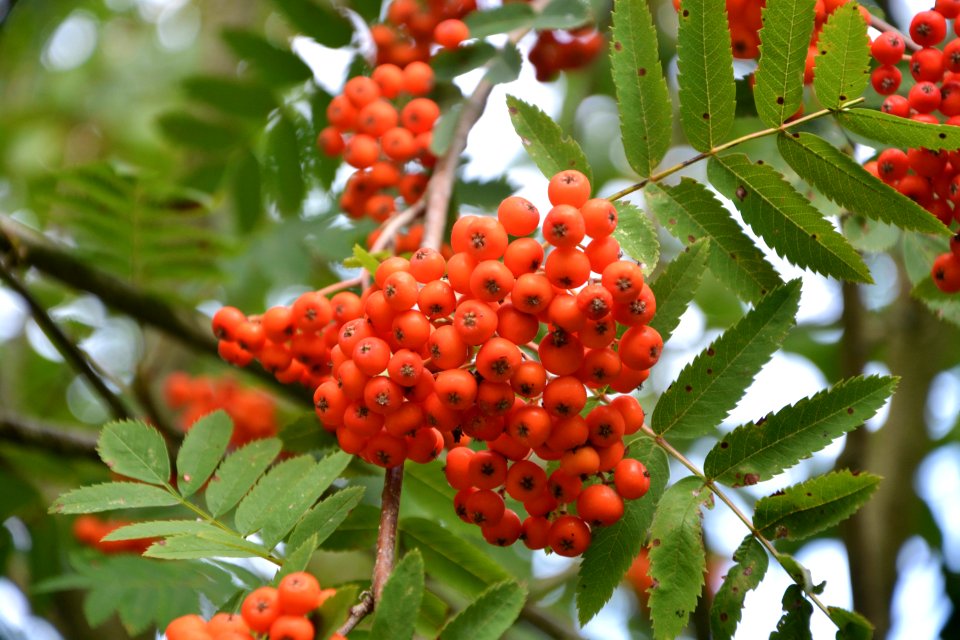 Rowan Fruit Sorbus Berry