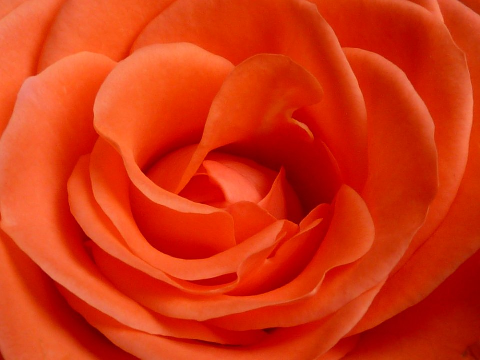 Rose Orange Pink Flower