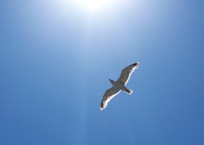 Sky Bird Fauna Daytime photo