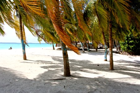 Palm Tree Arecales Tree Beach photo
