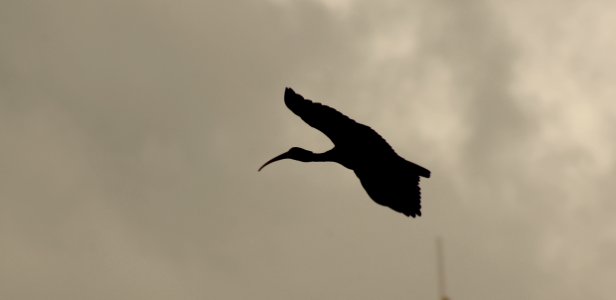 Bird Sky Fauna Beak photo