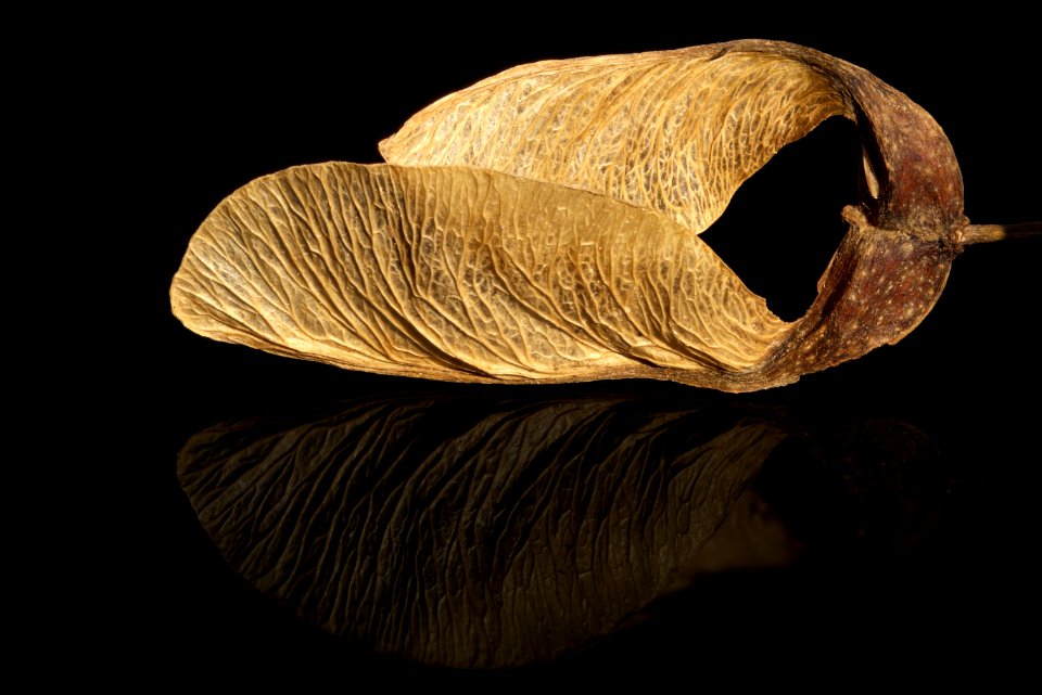 Close Up Still Life Photography Stock Photography