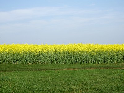 Field Yellow Rapeseed Canola