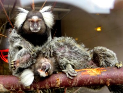 Marmoset Fauna New World Monkey Primate
