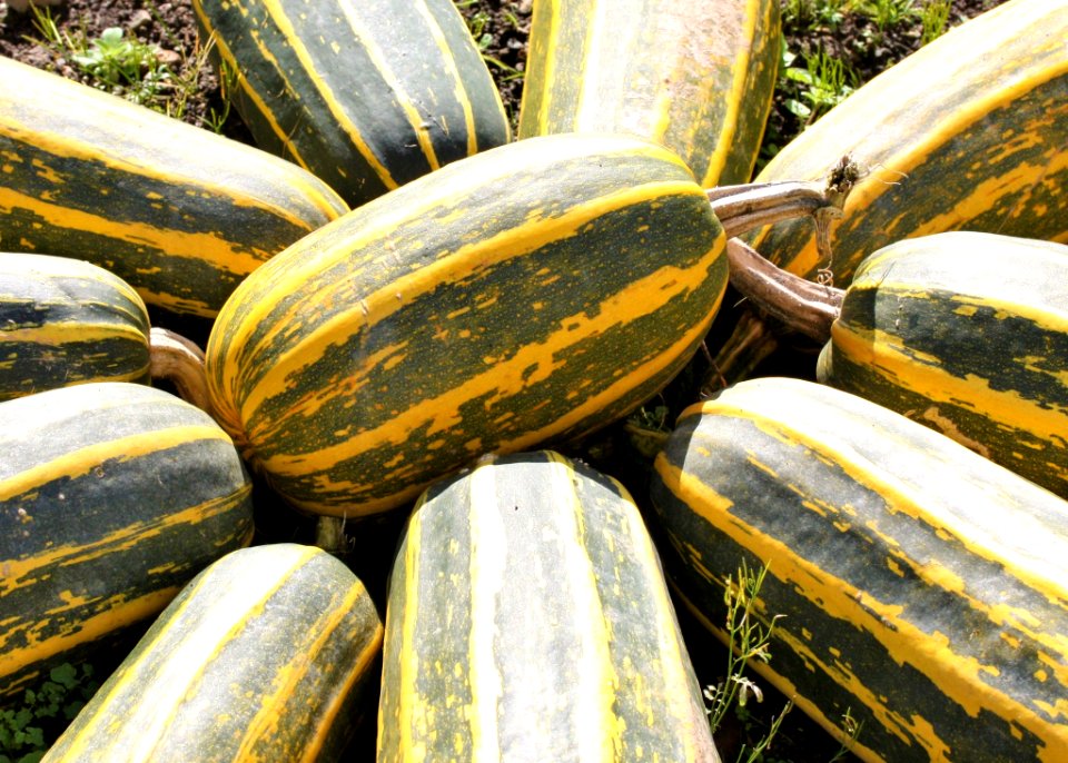 Cucumber Gourd And Melon Family Winter Squash Produce Plant