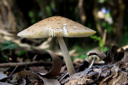 Mushroom Fungus Edible Mushroom Penny Bun photo
