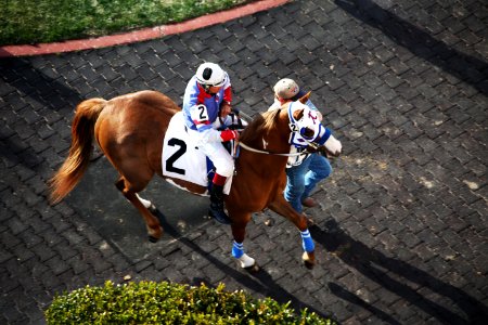 Horse Jockey Horse Like Mammal Horse Racing photo