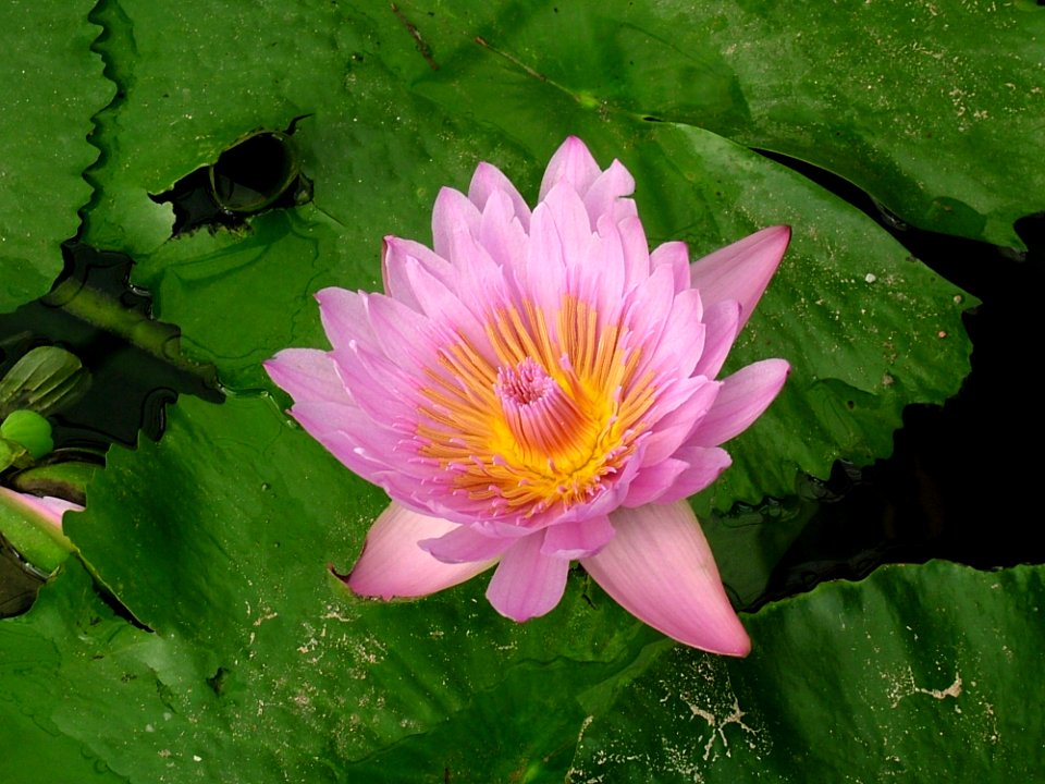 Flower Plant Flora Aquatic Plant