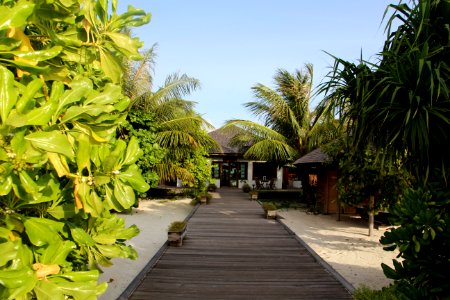 Vegetation Resort Arecales Tree