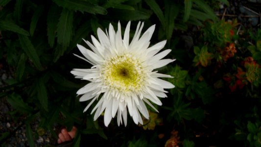 Flower Plant Flora Oxeye Daisy photo