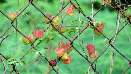 Flora Vegetation Leaf Plant photo