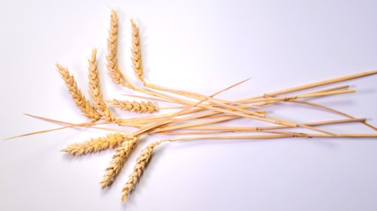 Grass Family Food Grain Commodity Grain