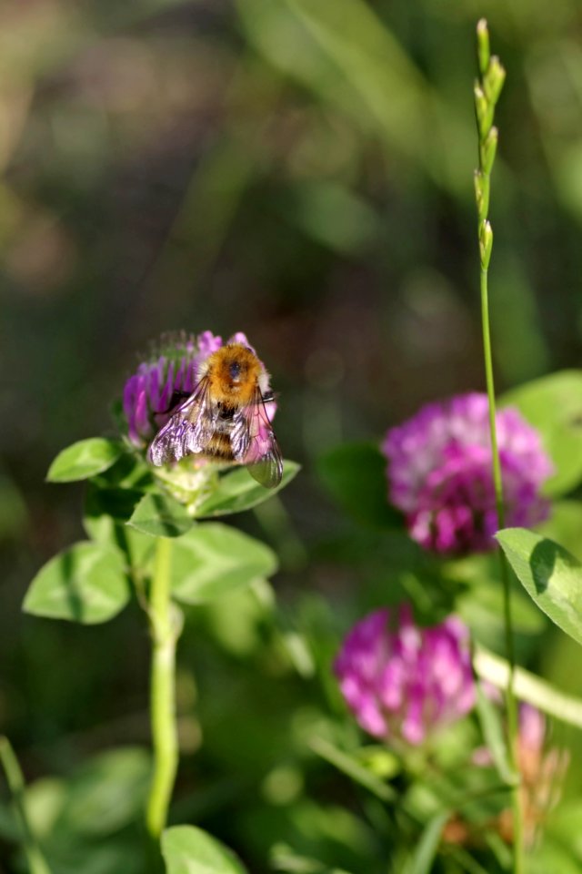 Nectar Bee Insect Pollinator