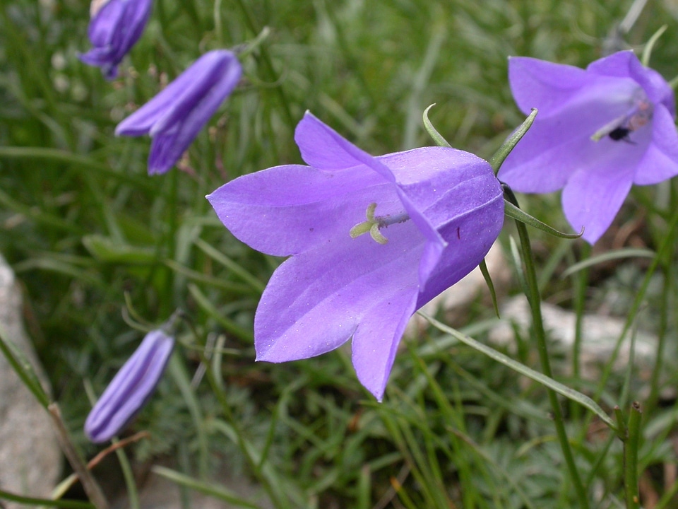 Alpine plant alpine flower bluebells