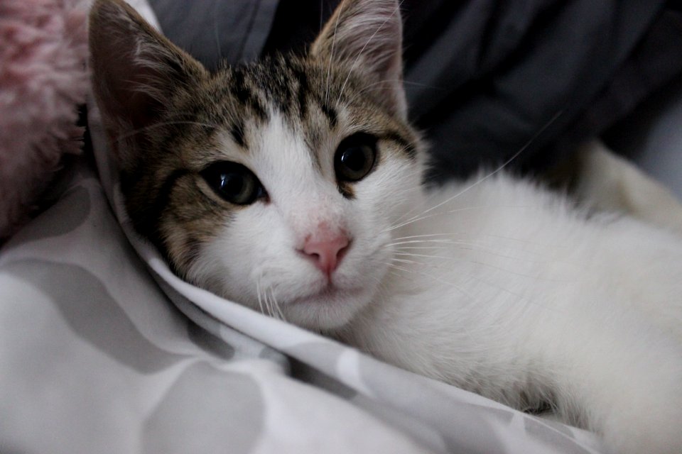 Cat Face Whiskers Small To Medium Sized Cats
