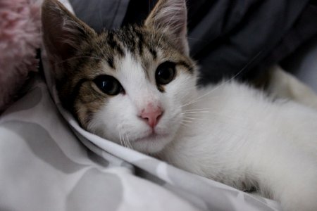 Cat Face Whiskers Small To Medium Sized Cats