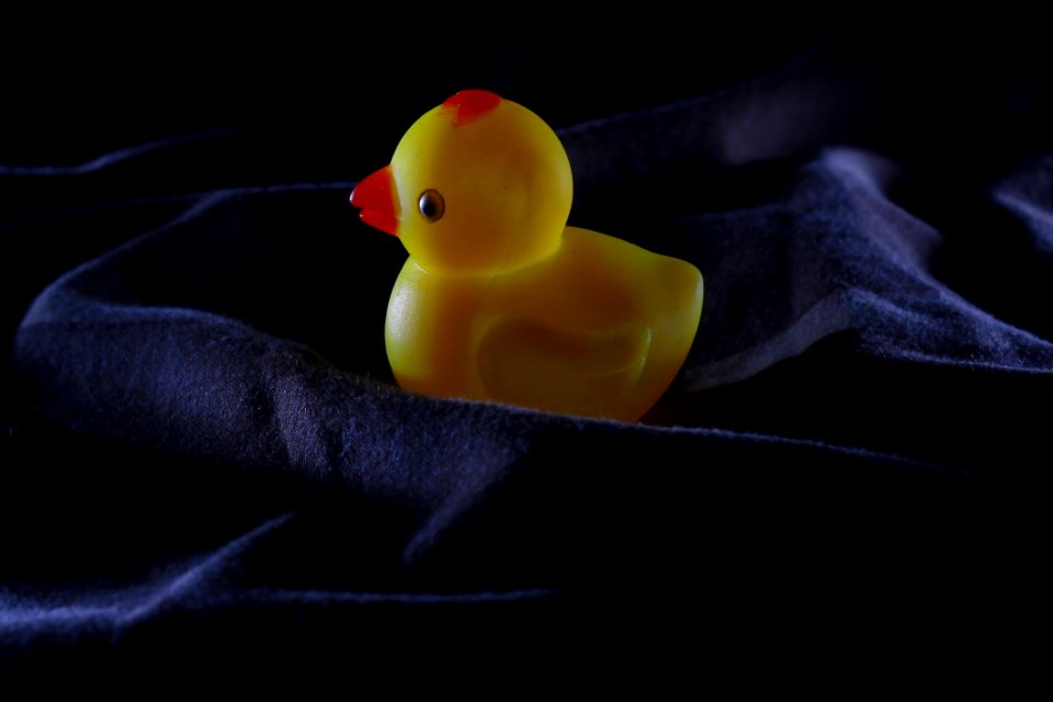 Yellow Beak Vertebrate Water Bird