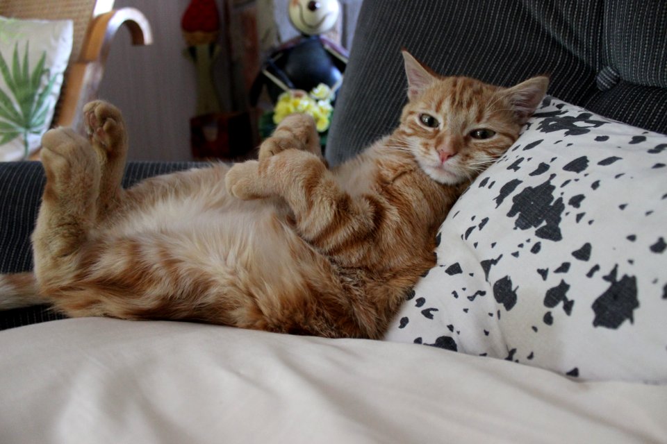 Cat Small To Medium Sized Cats Cat Like Mammal Dragon Li